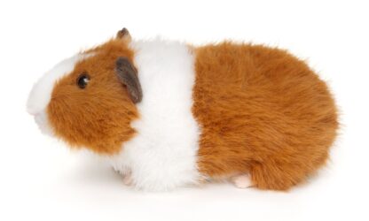 UNITOYS Merisiga 20 cm. 2 erinevat - Image 4