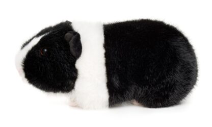 UNITOYS Merisiga 20 cm. 2 erinevat - Image 5